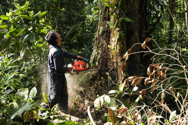 How Our Tree Care Process Works  in  Sand Point, AK